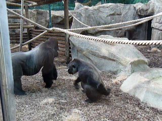 l'amour vu par les gorilles