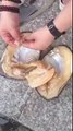 Lucky Woman Opened a Clam and Found THESE Inside!