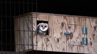 Corn Crib Barn Owls 08/07/16