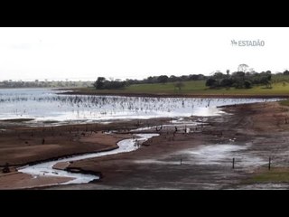 Tilápias 'se mudam' por causa da seca