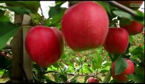 Apple Harvesting machines - amazing agriculture farm equipment machinery