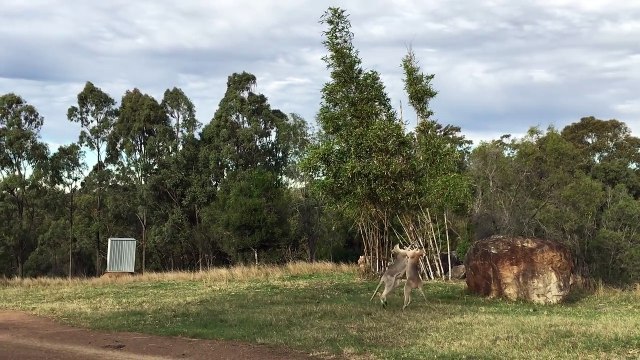 Kangaroos Fighting. Kung Fu style