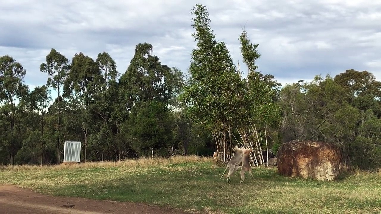 Kangaroos Fighting.  Kung Fu style