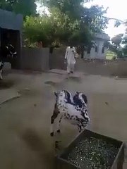 فیس بک کی دنیا