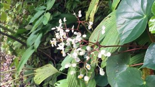 Light Of Dawn Rainforest Costa Rica Come Visit Us!