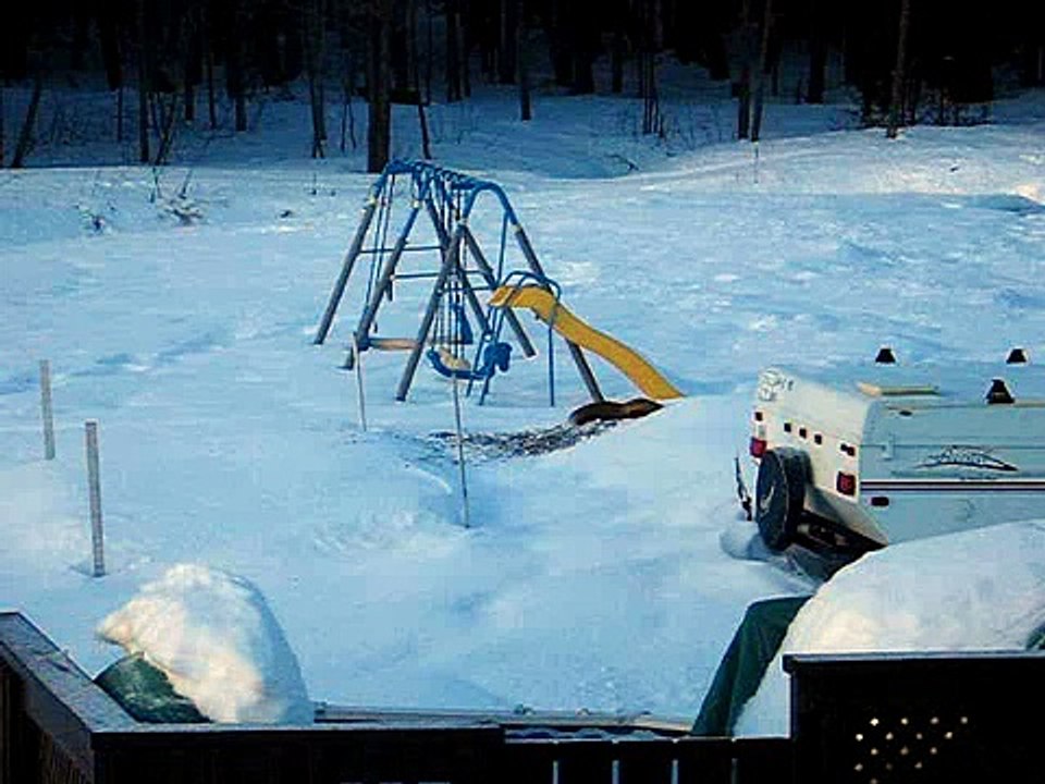 Renard roux chassant - Red fox hunting mice part.2