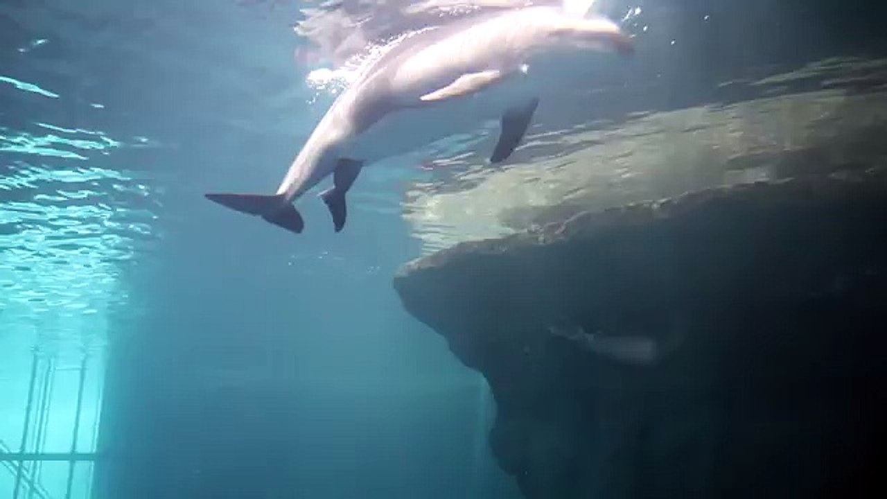 Un Delfino Nuota Nervosamente... Quello Che Sta Per Accadere è Un Miracolo Della Natura!
