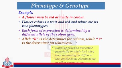 Phenotype & Genotype