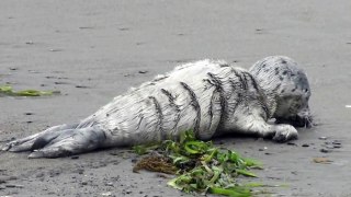 Baby Seal  5-26-2012