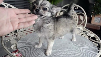 GALLERIA CHIO ONE AND ONLY - Elevage de Chihuahuas DES JOYAUX DE PROVENCE