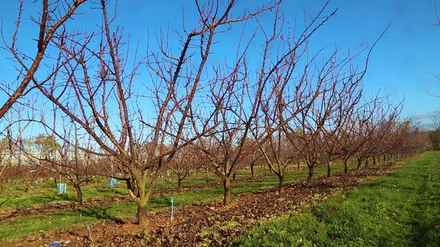 Des arboriculteurs engagés pour une agriculture responsable : présentation du réseau Dephy abricots