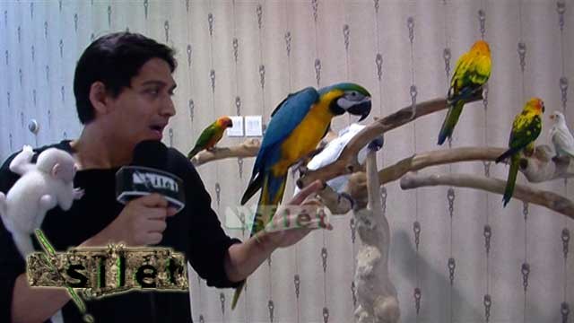 Lucky Hakim Bahagia Tinggal Serumah dengan Hewan Peliharaan - Silet 08 Agustus 2016