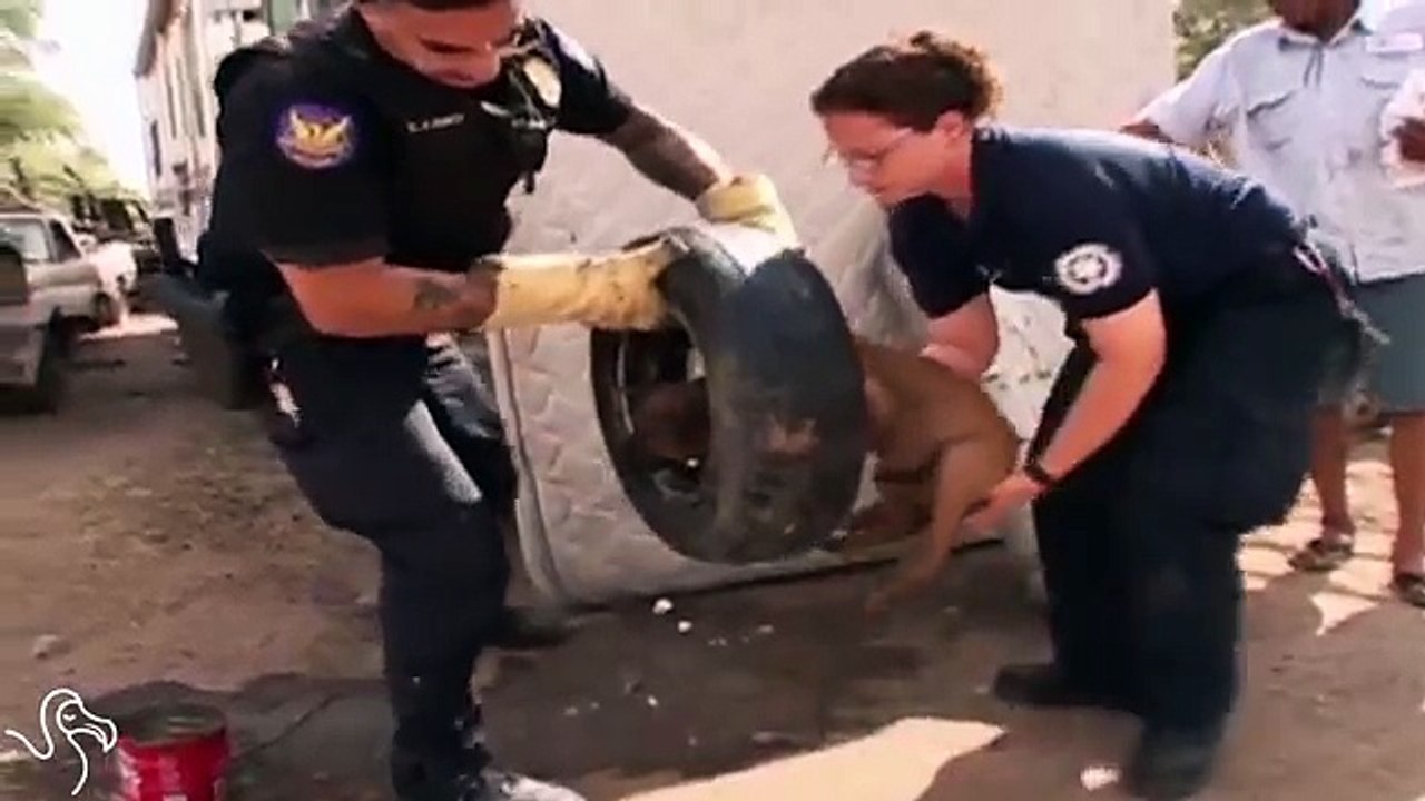 Aveva La Testa Incastrata In Un Cerchione: Ecco Come Questo Cucciolo Viene Liberato E... Adottato!