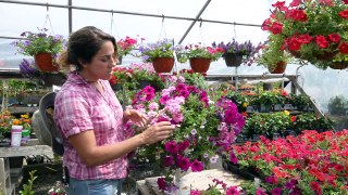 How To Care For Your Hanging Baskets!