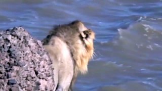Lion Rescued From Sea In India