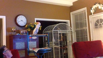 Ce perroquet imite un couple qui s'engueule