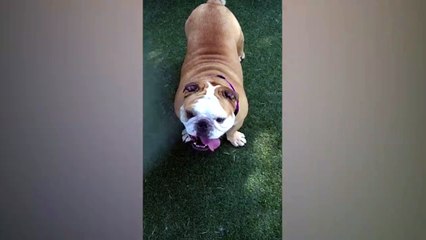 Ce bulldog a trouvé le moyen de se rafraîchir...