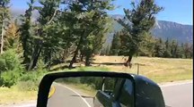 Un ours pourchasse une pauvre vache... Incroyable