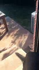 German shepherd makes noise..