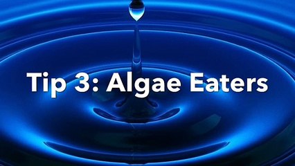 How to: Keep Your Pond's Water Crystal Clear