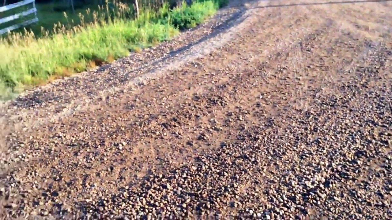 Il tombe sur une oie assoiffée et la guide vers le lac le plus proche... Magnifique