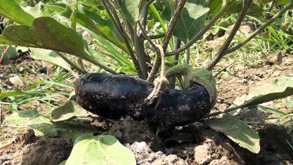 ISLAH EDİLEN ÇÖPLÜKTE ORGANİK SEBZE YETİŞTİRİLİYOR | ereglionder.com.tr