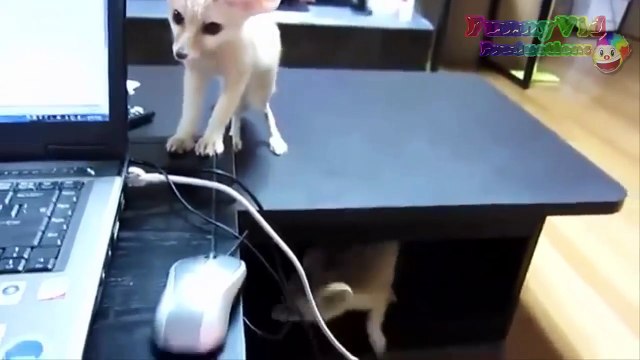 Funny Videos of Foxes doing Wild & Wacky Stuff you won't Believe!► Funny Foxes Compilation & Moments