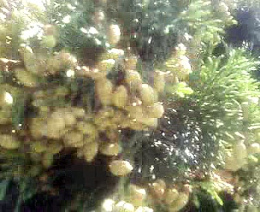 MĂLINI-VARA ANULUI 2016