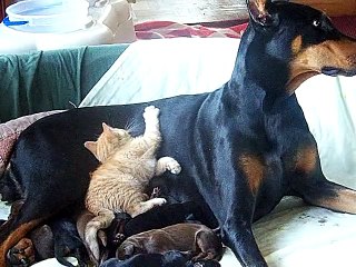 Download Video: Kitten adopts litter of Puppies !