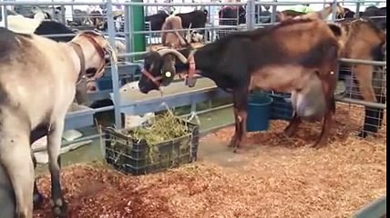 Her Sağımda 10 Litre Süt Veren Keçi