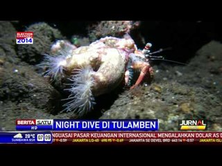 Menyelam Malam Hari di Laut Tulamben
