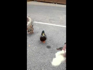 Feeding ducks in Water Town