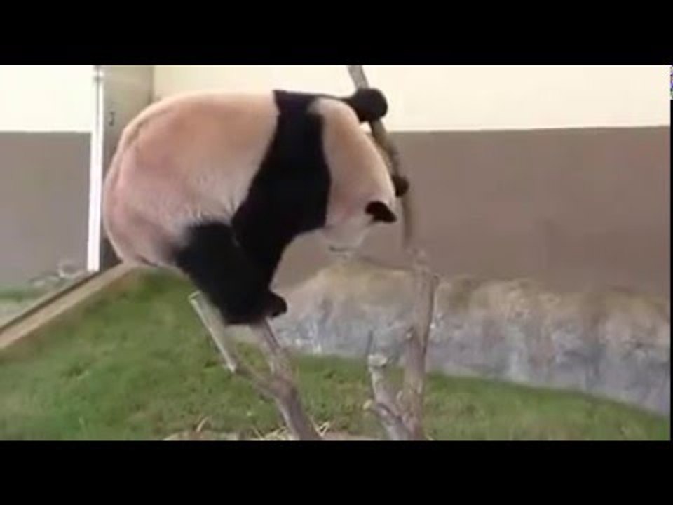 Pandas sont en danger à cause de ce mec !!! Mettons-le