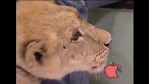 Un lion attaque un enfant en direct à la télé