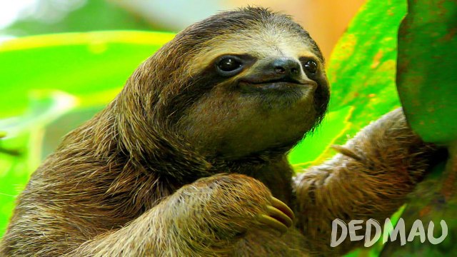 6 Peores Accidentes Y Sorpresas Causado Por Pokemon GO!