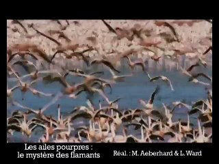 Les ailes pourpres VF - Ext 3