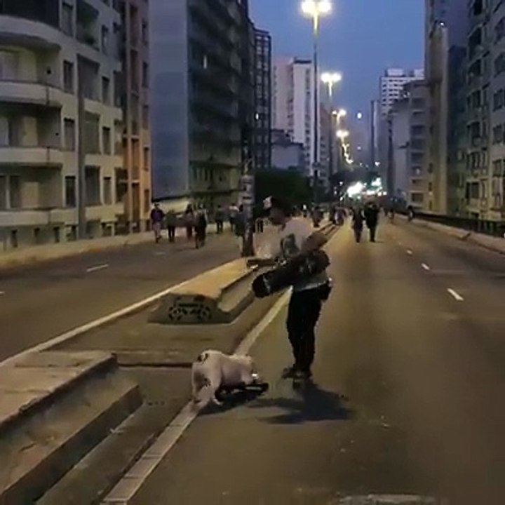 cachorro viciado