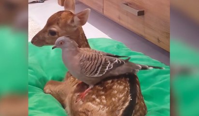 Un bébé cerf orphelin se lie d'amitié avec un oiseau !