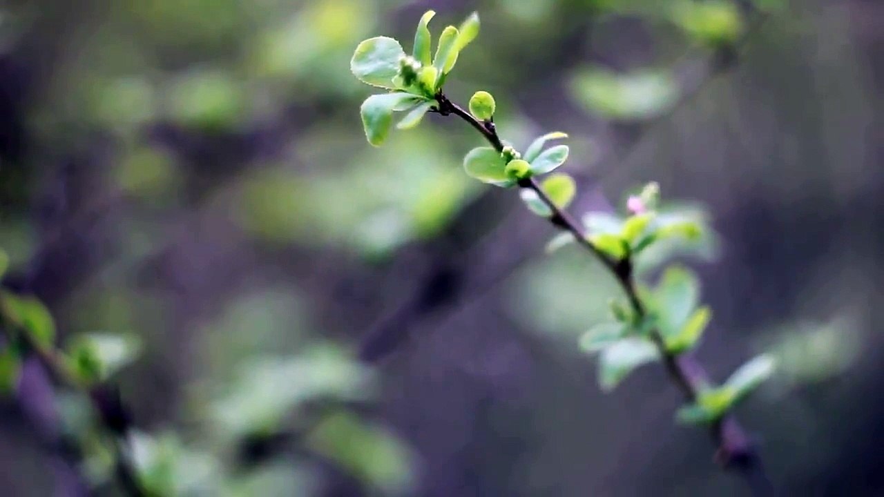 Helios 44-2 manual lens test - 4