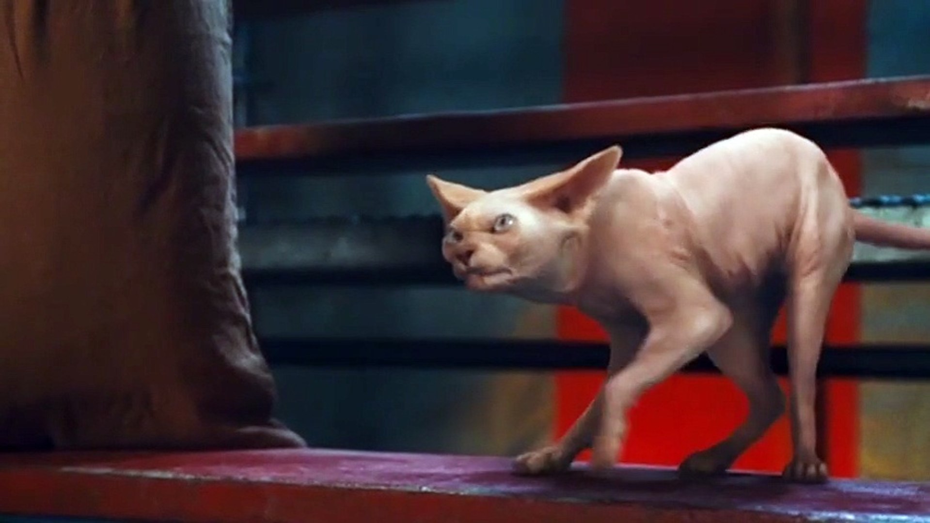 Comme Chiens Et Chats La Revanche De Kitty Galore Vf Ext 4