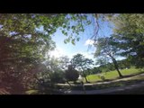 Squirrel Steals GoPro and Ends Up Filming Like an Expert