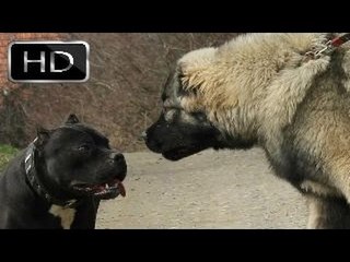 KANGAL mı ? PİTBULL mu ? CEVABI SİZ VERİN !!!  ◄◄ DİZİLER BURADA FULL HD VİDEOLARI ►► FULL HD 1080p