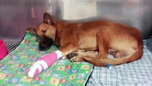 Il mutile le chien de sa voisine juste pour des chaussures mâchouillées