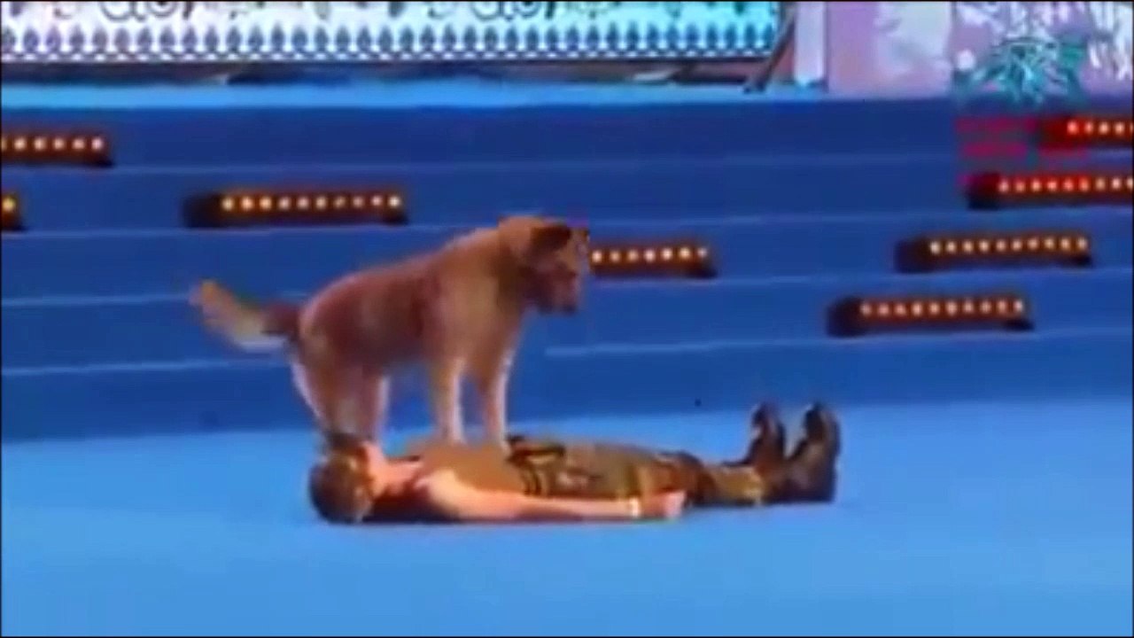 Ce chien peut vous sauver la vie en vous faisant un massage cardiaque et meme du bouche à bouche
