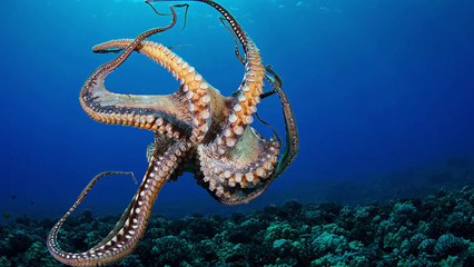 Top 10 Creatures That Will Outlive Humanity