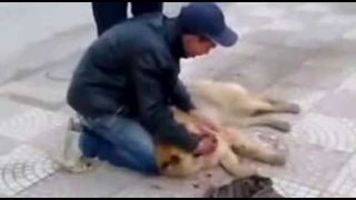 Child crying on the death of his friend the dog crying breaks the heart
