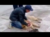 Child crying on the death of his friend the dog crying breaks the heart