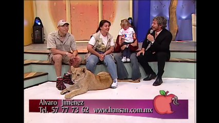 Sur un plateau télé un enfant se fait attaquer par un bébé lion!!