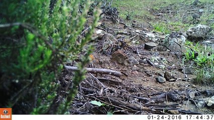 Turnix malgache femelle - Parc national de la Réunion