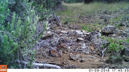 Turnix malgache - Parc naturel de la Réunion